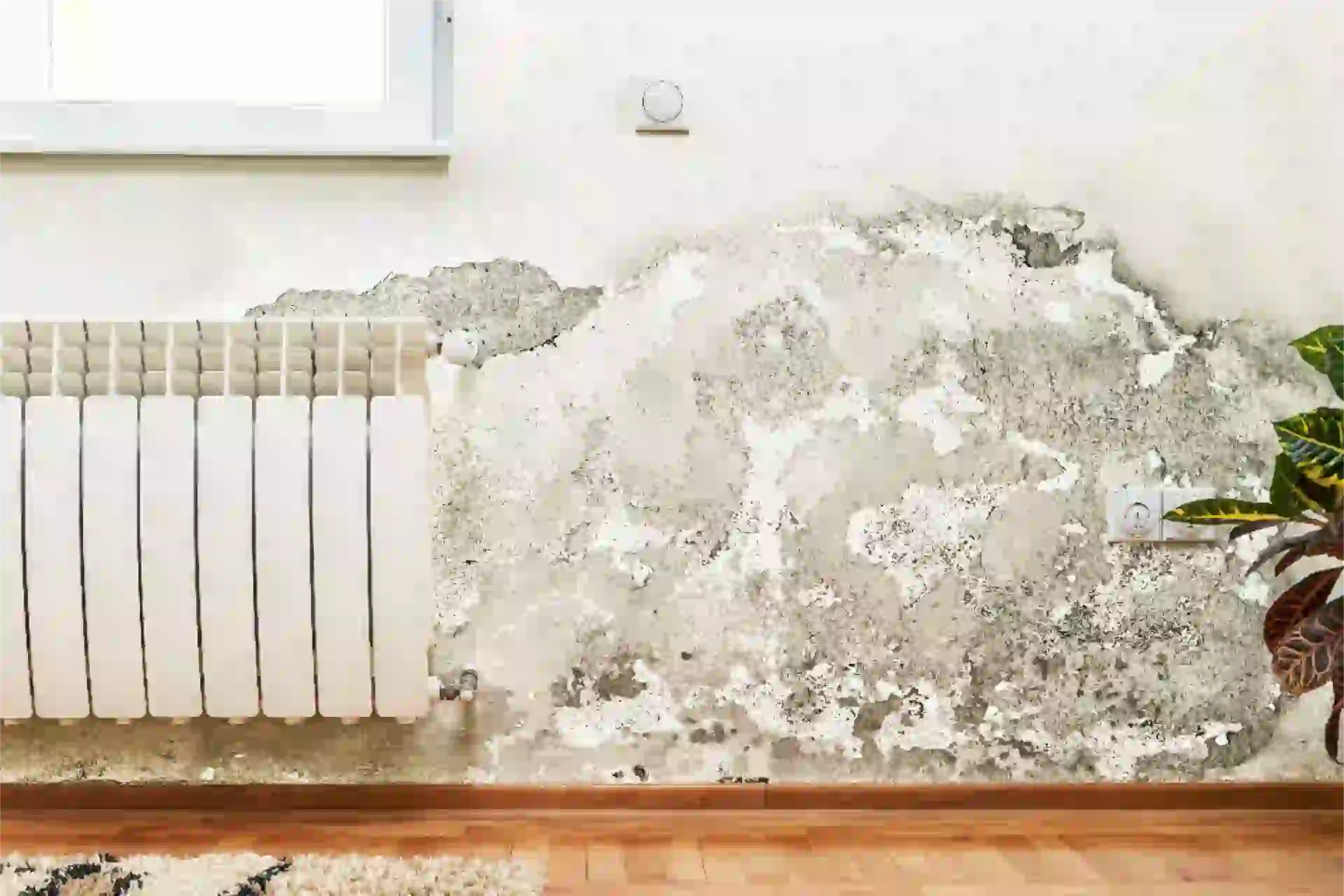 Diagnostic humidité à Anthon